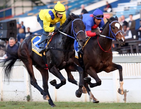 Samuari Blade in yellow galloping with French Navy - Vodacom Durban July 2016
