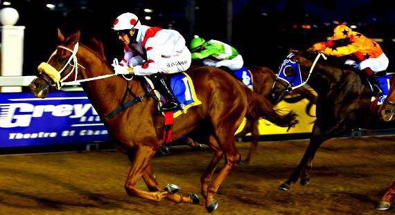 Holllywoodbets' Best Bets and Tips for Greyville's Racing on the 16th of July