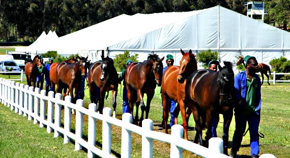 Hollywoodbets' Durbanville best bets for Saturday 24 September