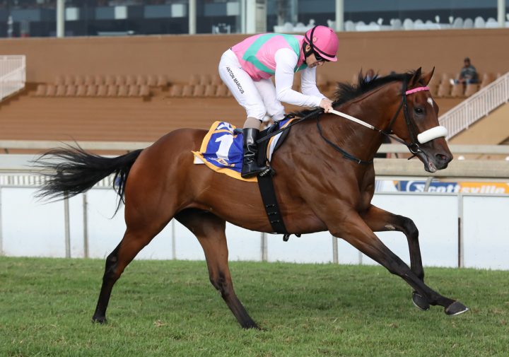 Made To Conquer - Vodacom Durban July 2018 contender
