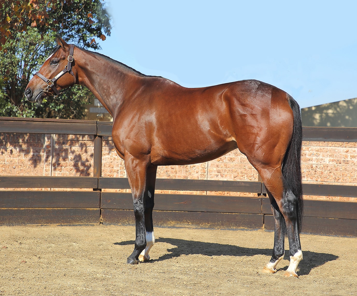 Abashiri - Horse Profile - Breeder: Lammerskraal Stud - Sire: Go Deputy (USA) - Dam: Donya by Elliodor (FR) -  (photo credit: Gold Circle)