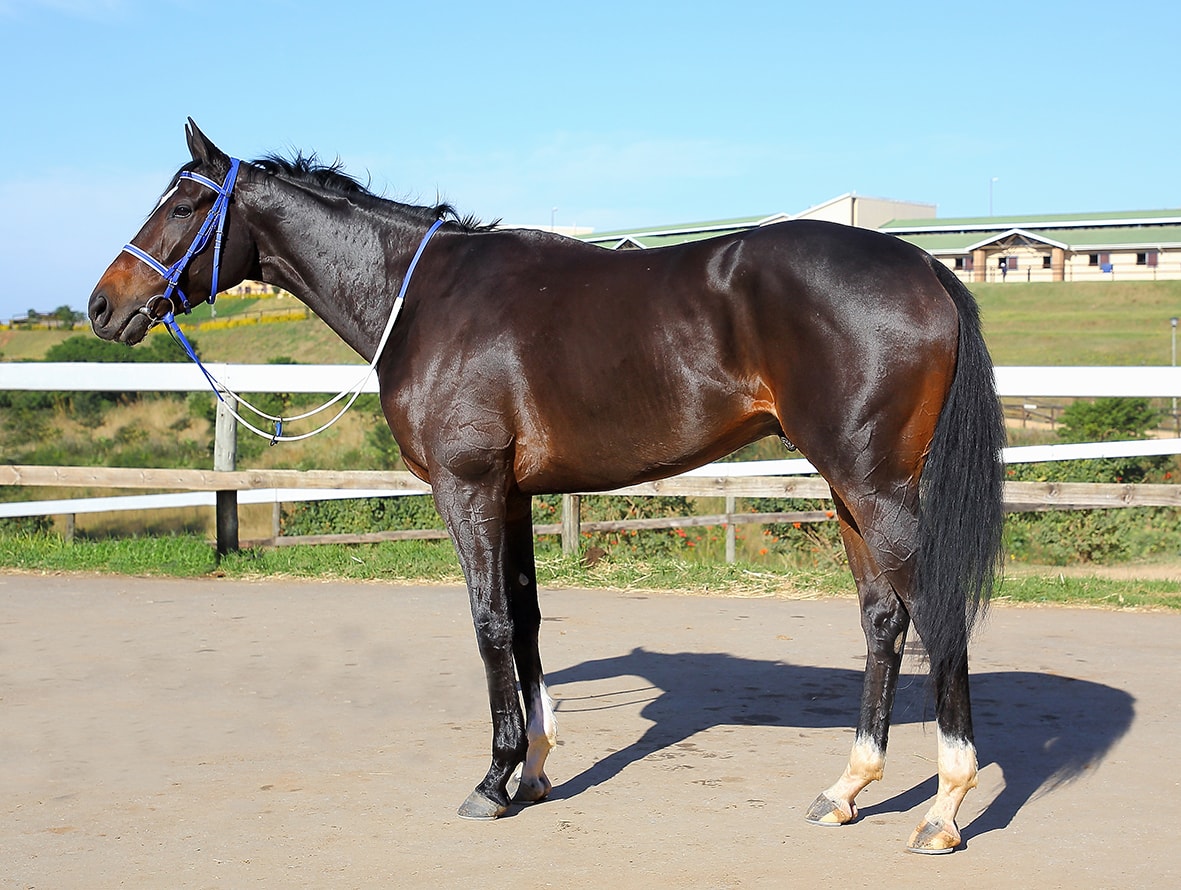 Matador Man - Horse Profile - Breeder: Scott Bros - Sire: Toreador (IRE) - Dam: Sahara by Mogok (USA)