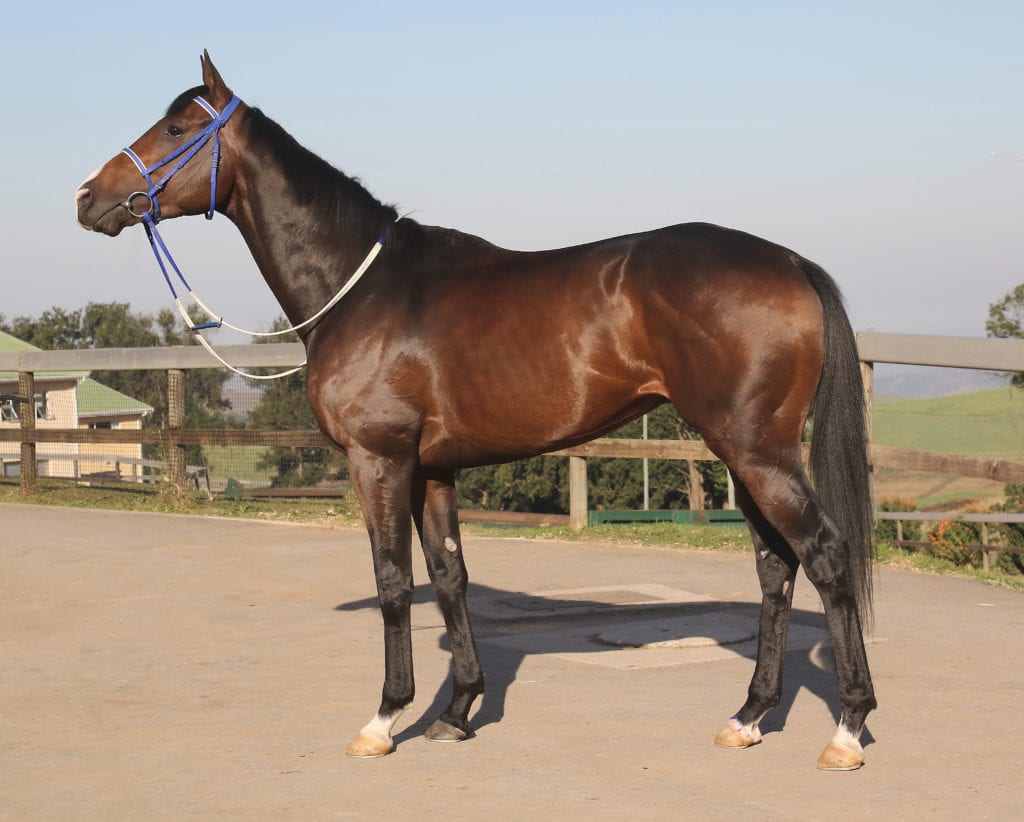 Tilbury Fort - Horse Profile - Breeder: Mr G J Armitage - Sire: Horse Chestnut - Dam: Colleen by Restructure (IRE)
