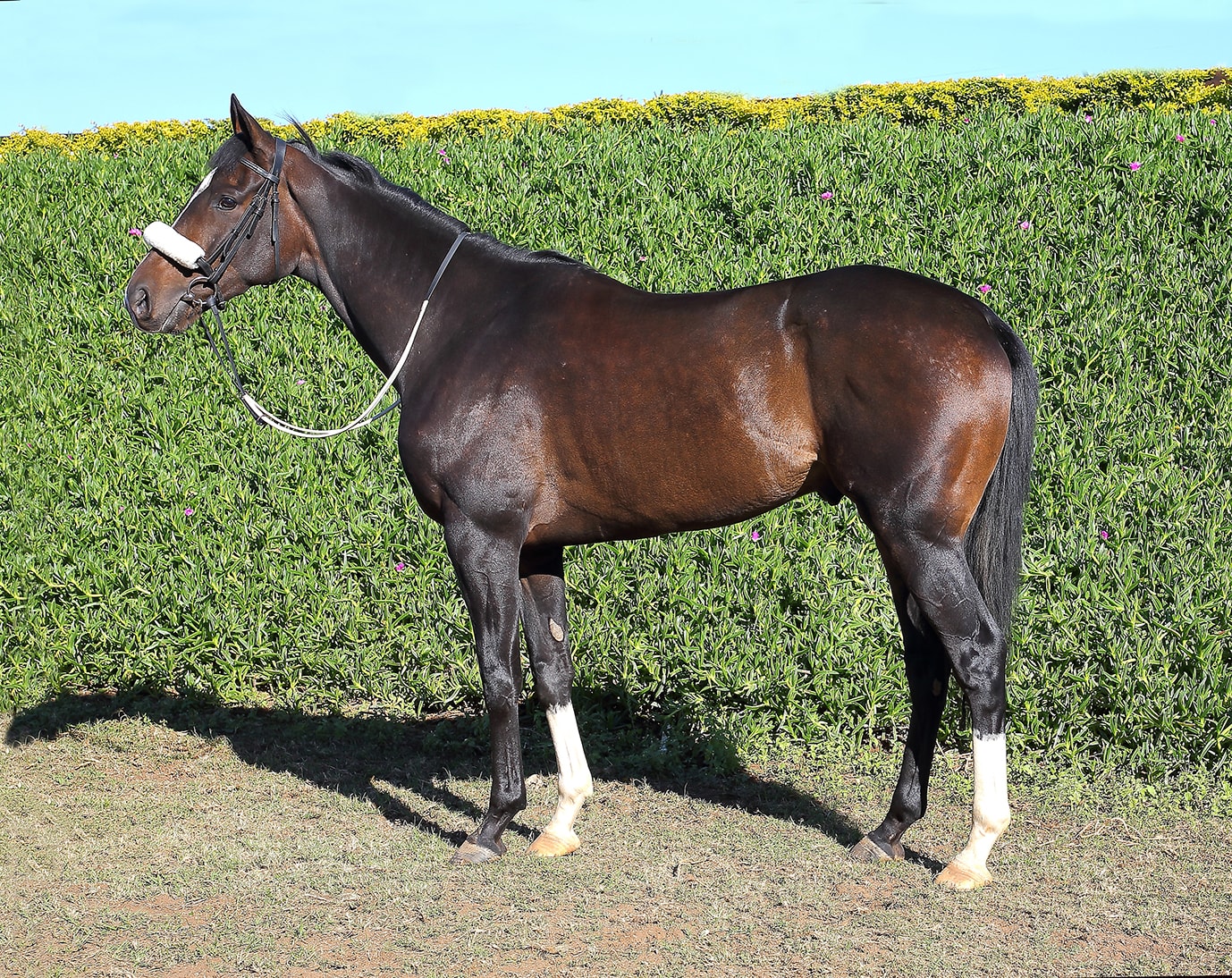 Breeder: Northfields Do It Again - Horse Profile - Sire: Twice Over (GB) -  Dam: Sweet Virginia by Casey Tibbs (IRE) - Vodacom Durban July