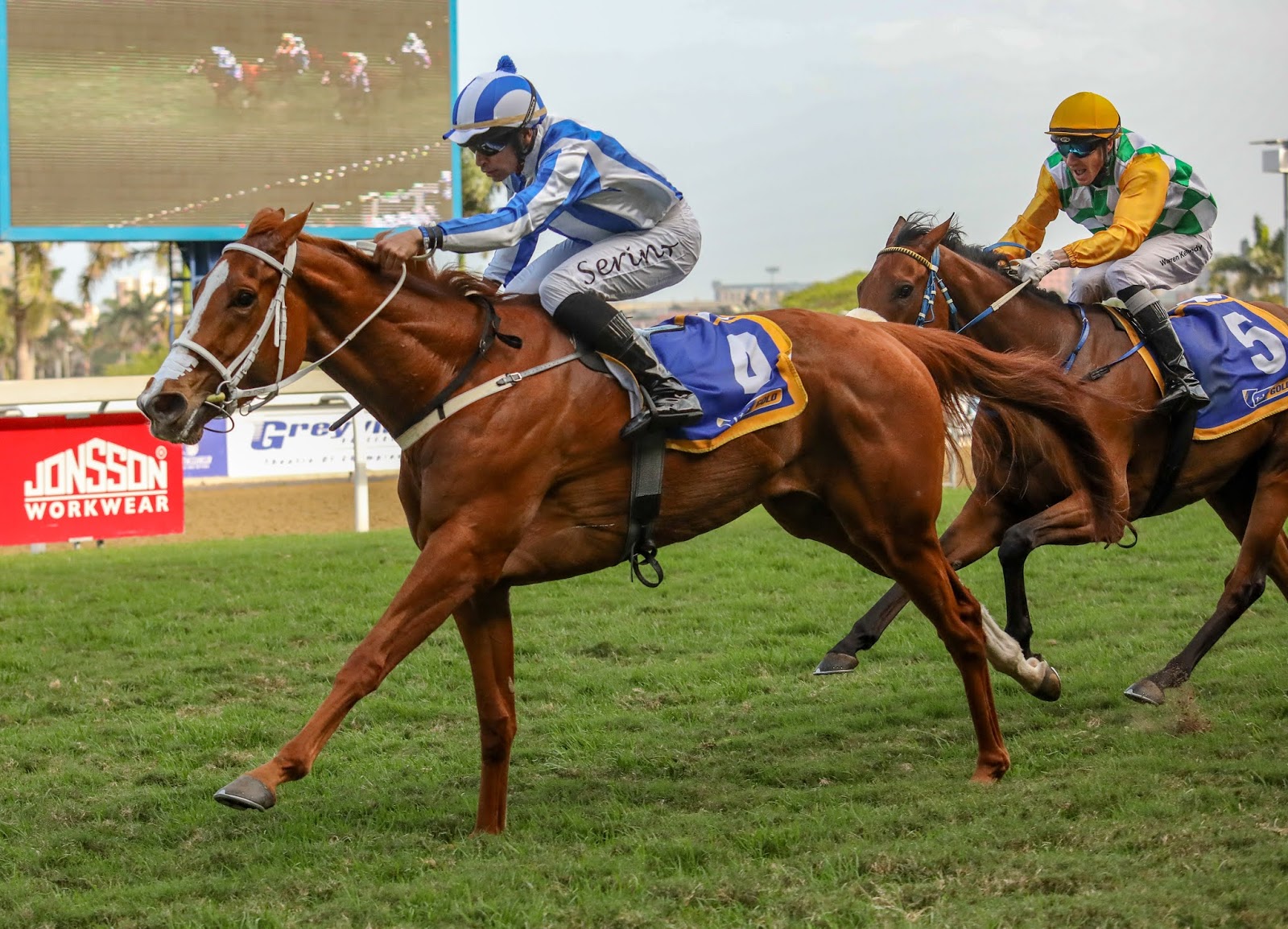 Vodacom Durban July 2020 Horse Profile - Camphoratus