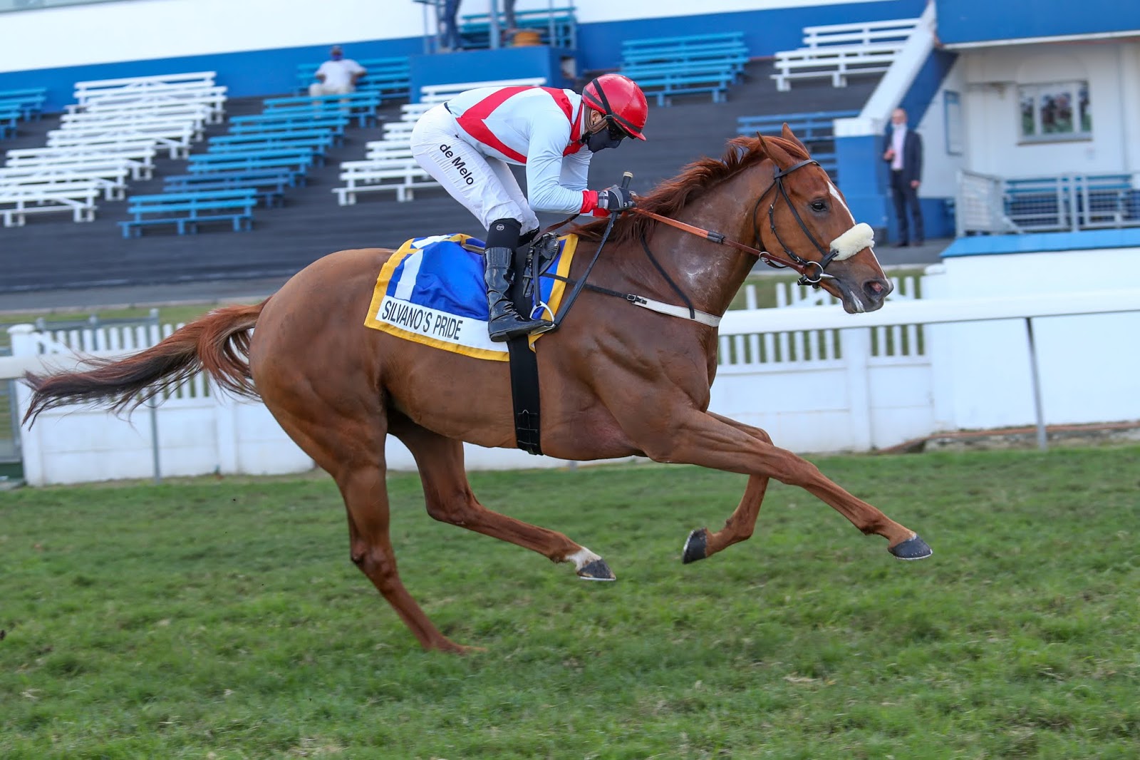 Vodacom Durban July 2020 Horse Profile - Silvano's Pride